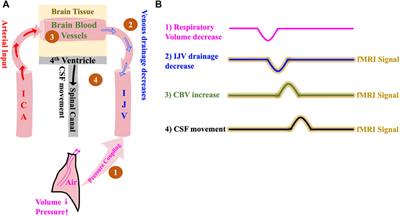 Human CSF movement influenced by vascular low frequency oscillations and respiration